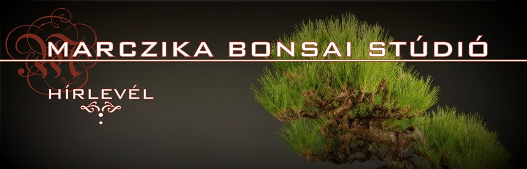 marczika bonsai studio hirlevel es bonsai information
